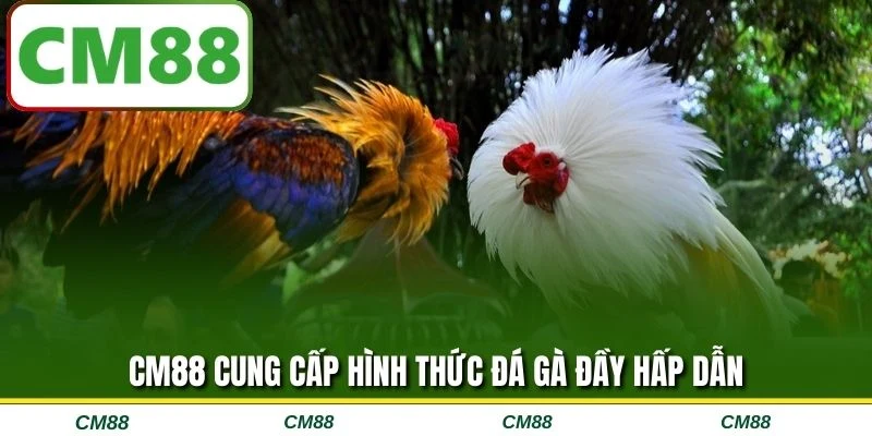 CM88 cung cấp hình thức đá gà đầy hấp dẫn